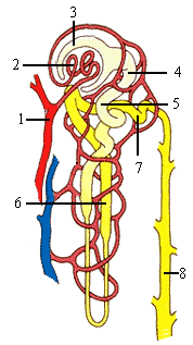 Struktur Nefron